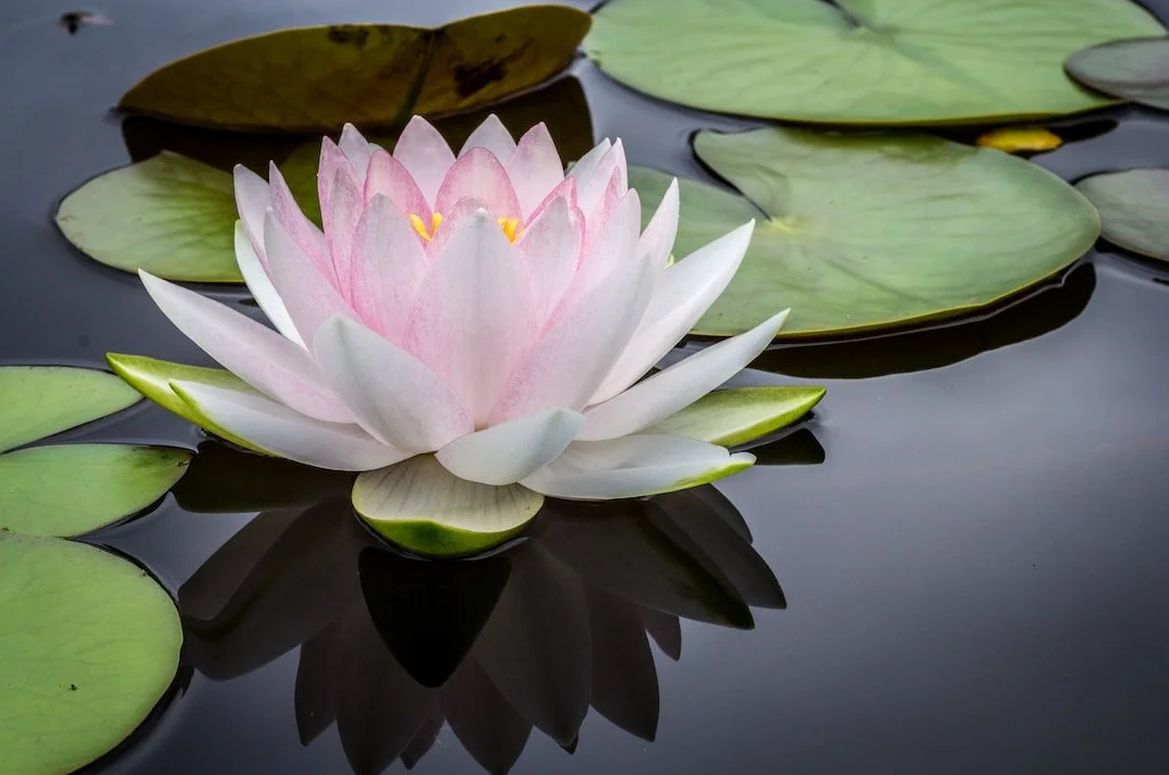 How acupuncture treats Stress